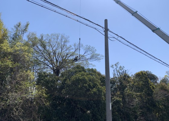 伐採　特殊伐採