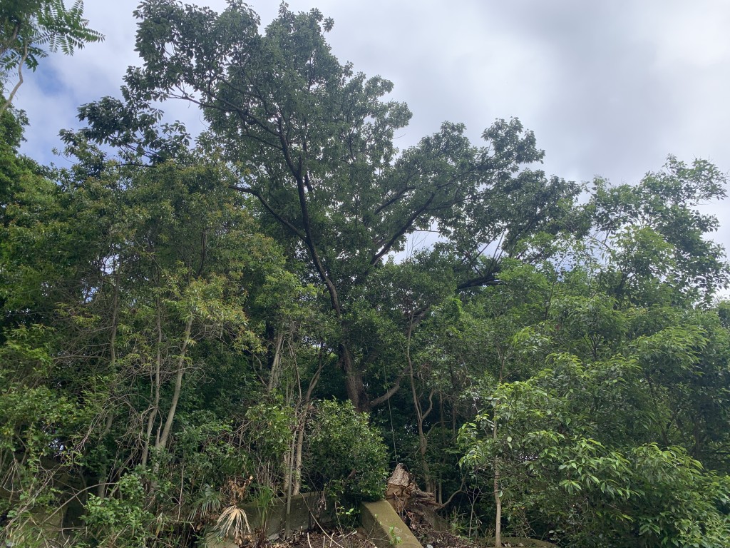 兵庫県神戸市で特殊伐採を行いました。