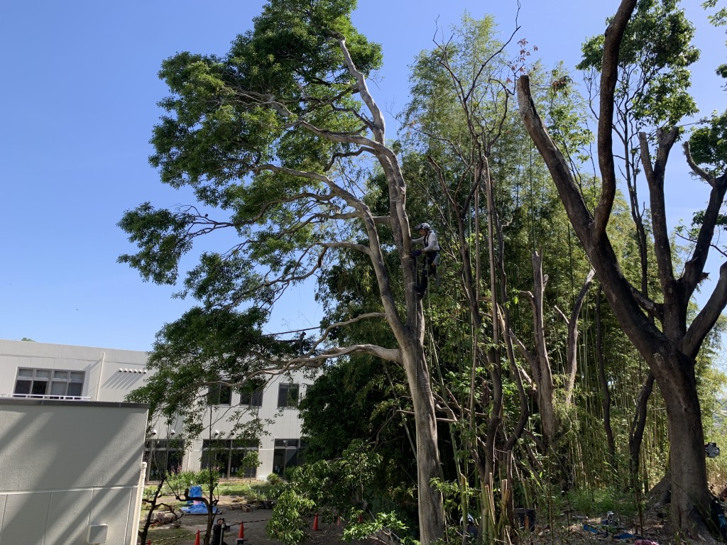 大阪府堺市南区　伐採