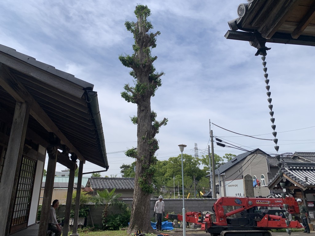 大阪府枚方市　伐採