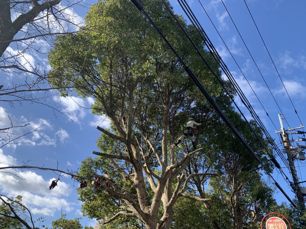 ツリークライミング