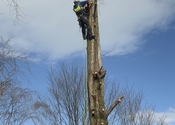 伐採　大阪　兵庫　奈良