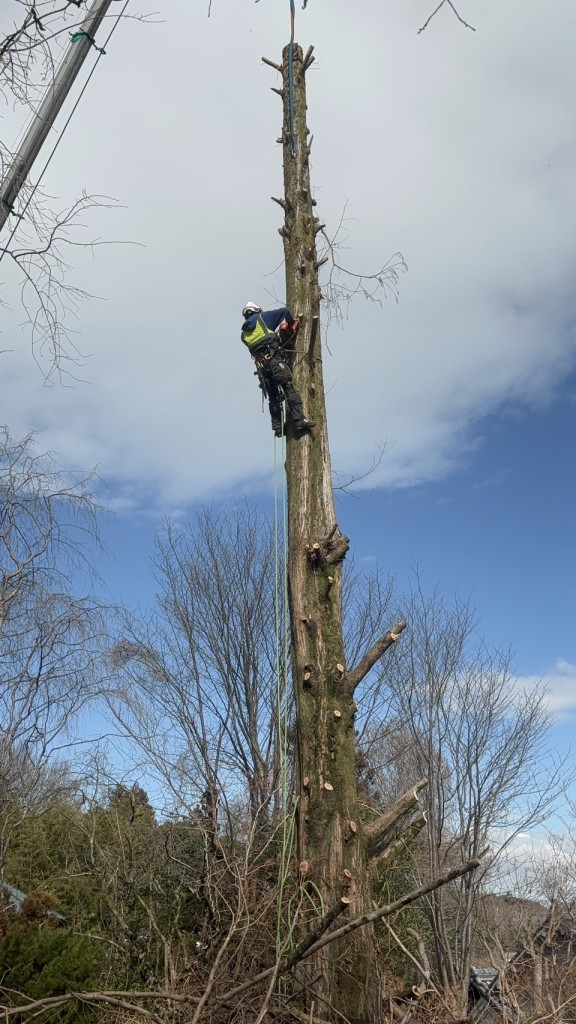 伐採　大阪　兵庫　奈良