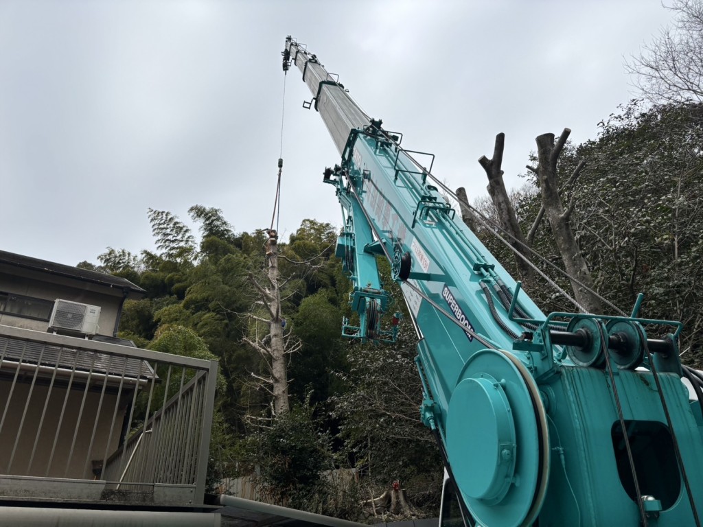 伐採　大阪　兵庫　奈良