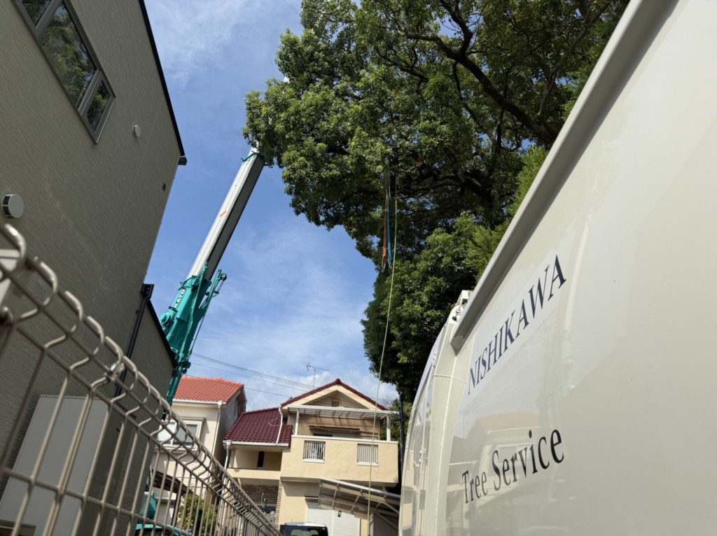 伐採　特殊伐採