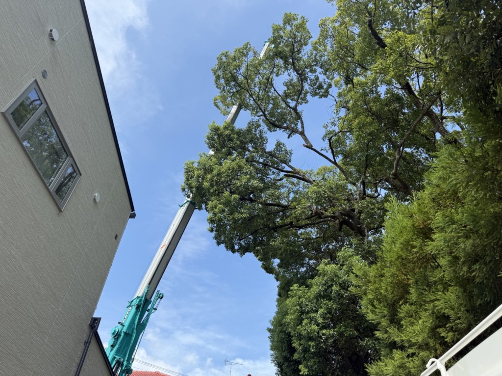 伐採　特殊伐採