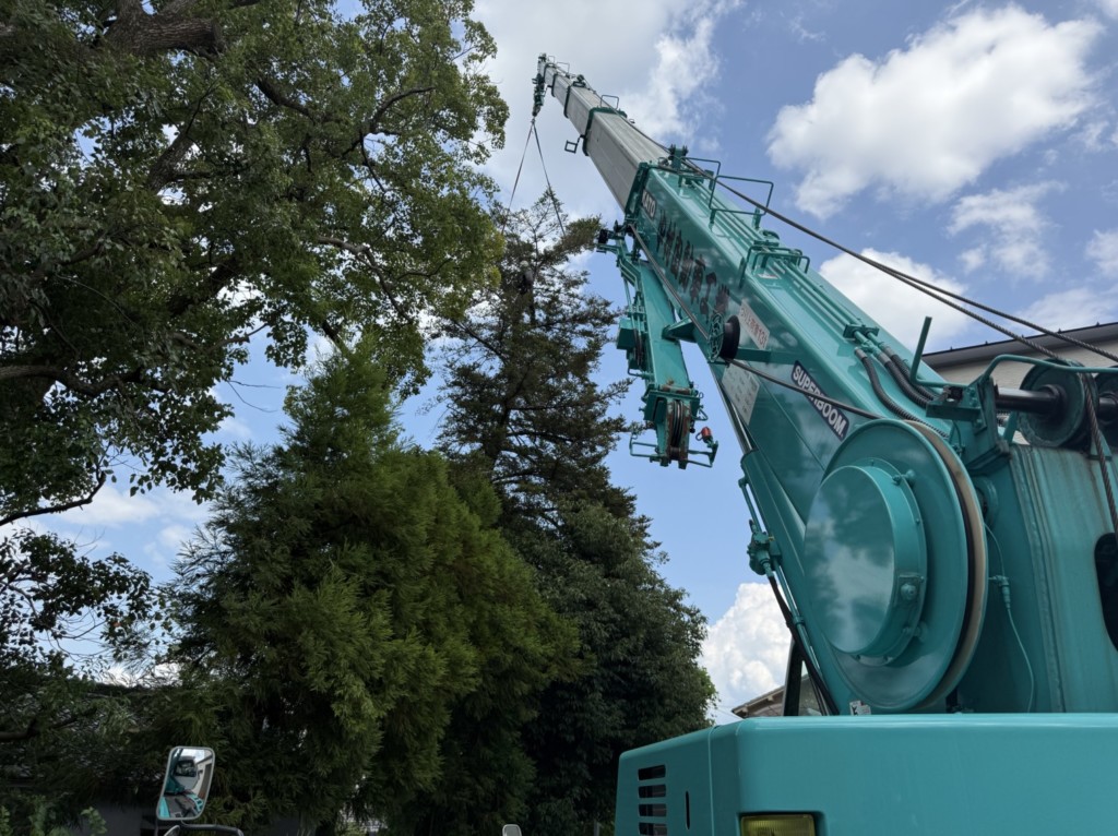 伐採　特殊伐採