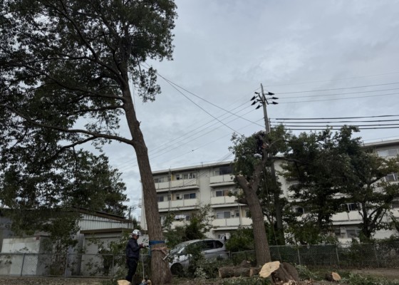 伐採　特殊伐採