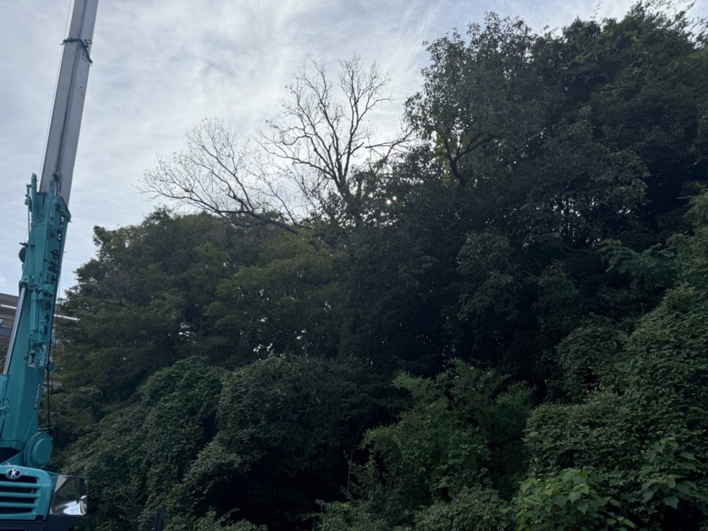 伐採　特殊伐採