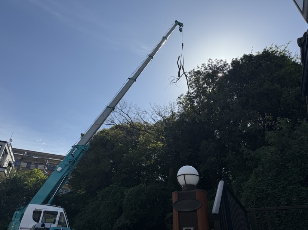 伐採　特殊伐採