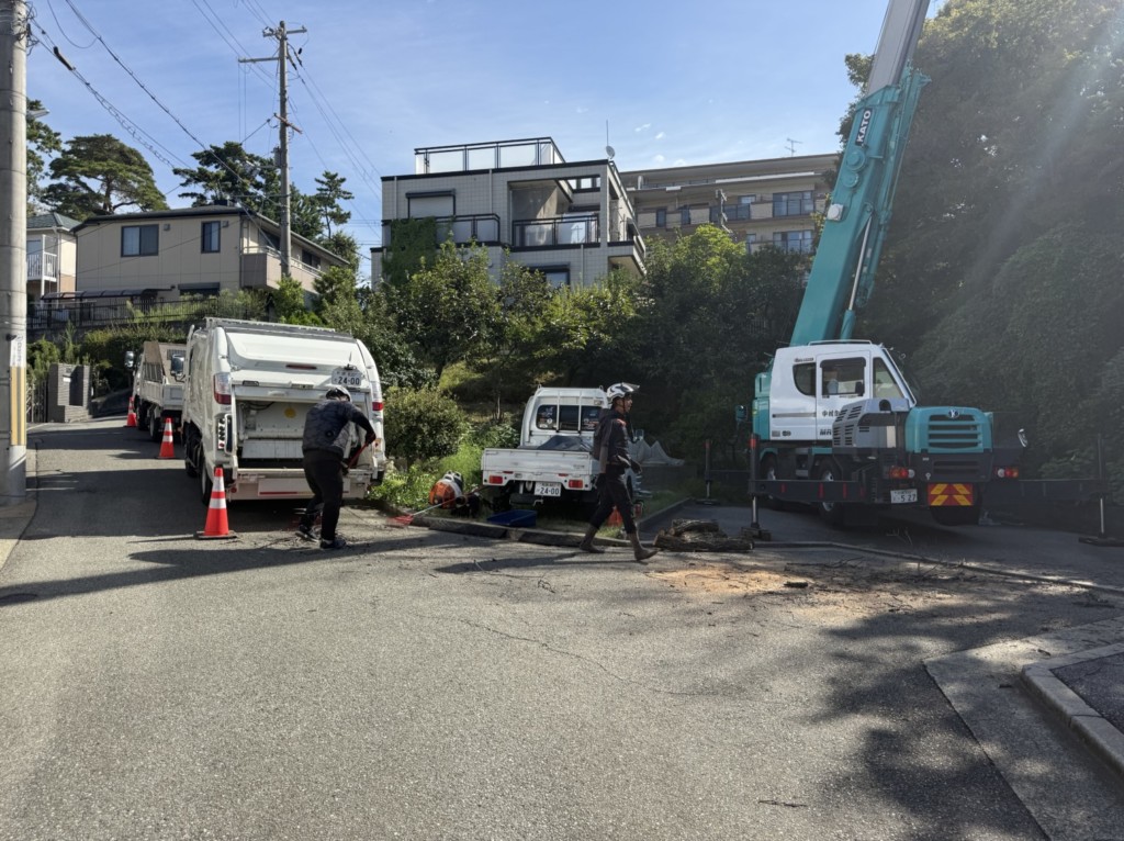 伐採　特殊伐採