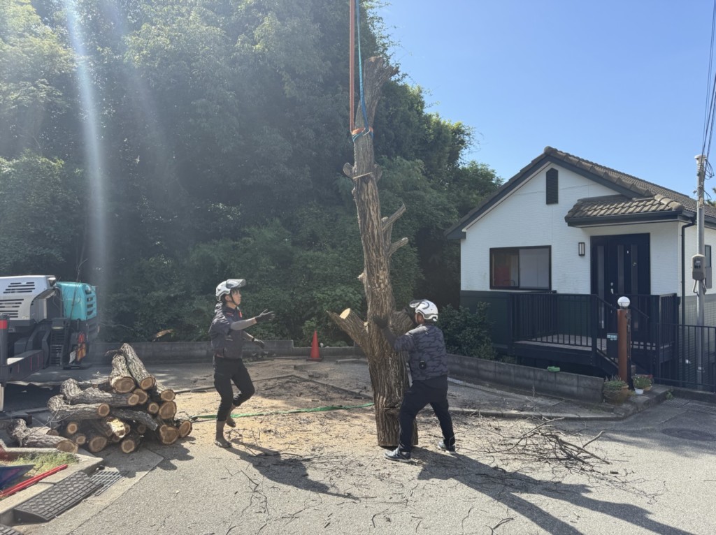 伐採　特殊伐採