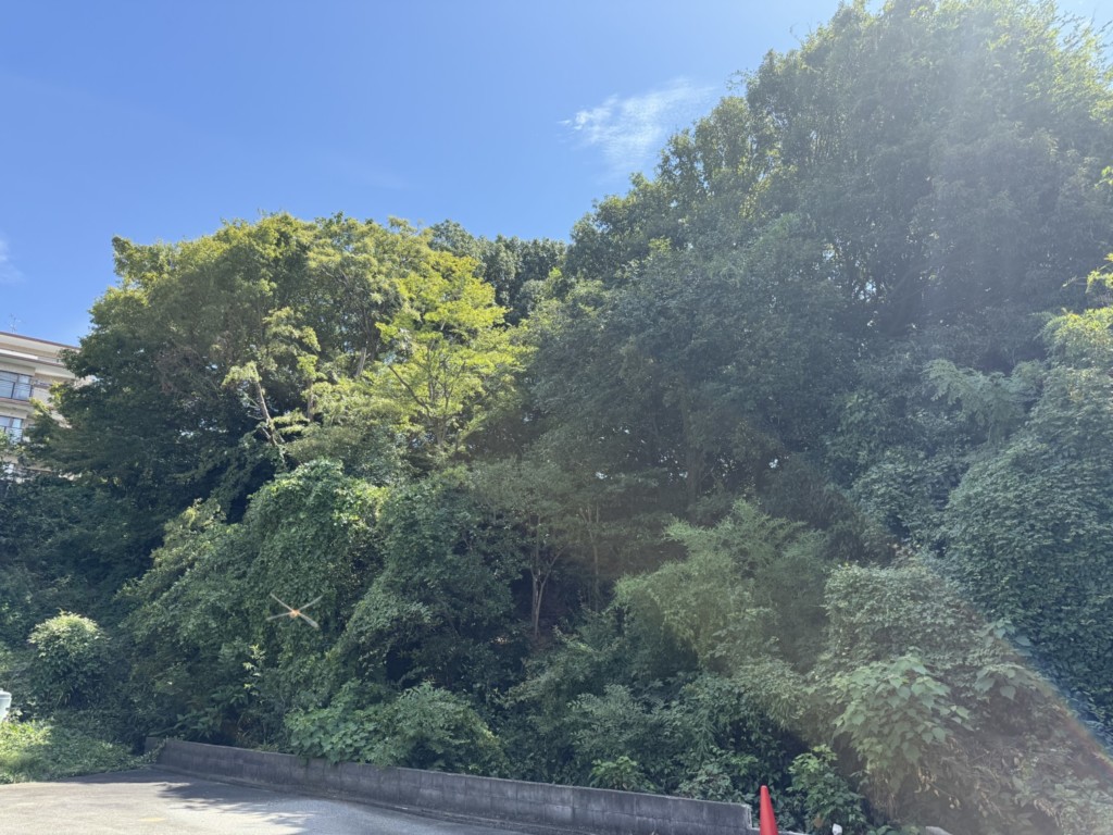 伐採　特殊伐採