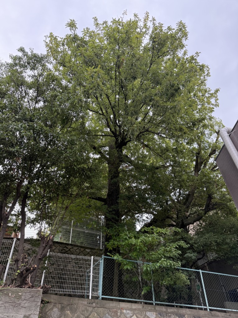 伐採　特殊伐採