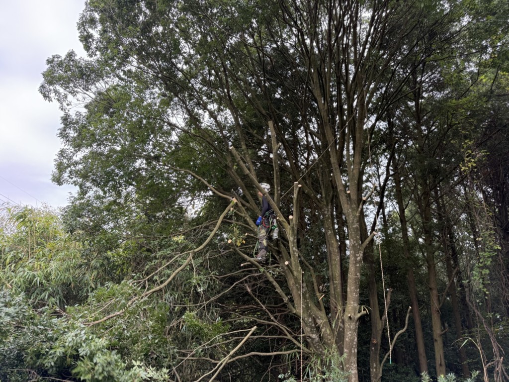 伐採　特殊伐採