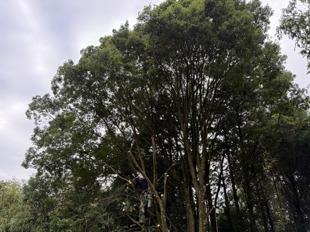 伐採　特殊伐採