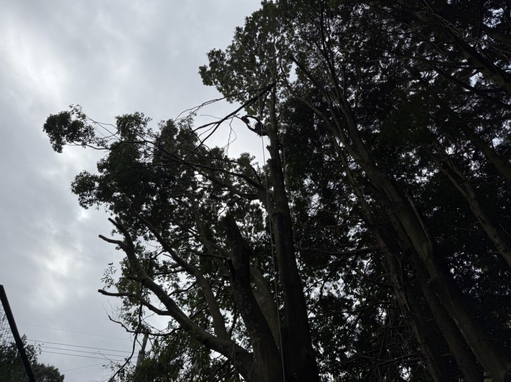 伐採　特殊伐採