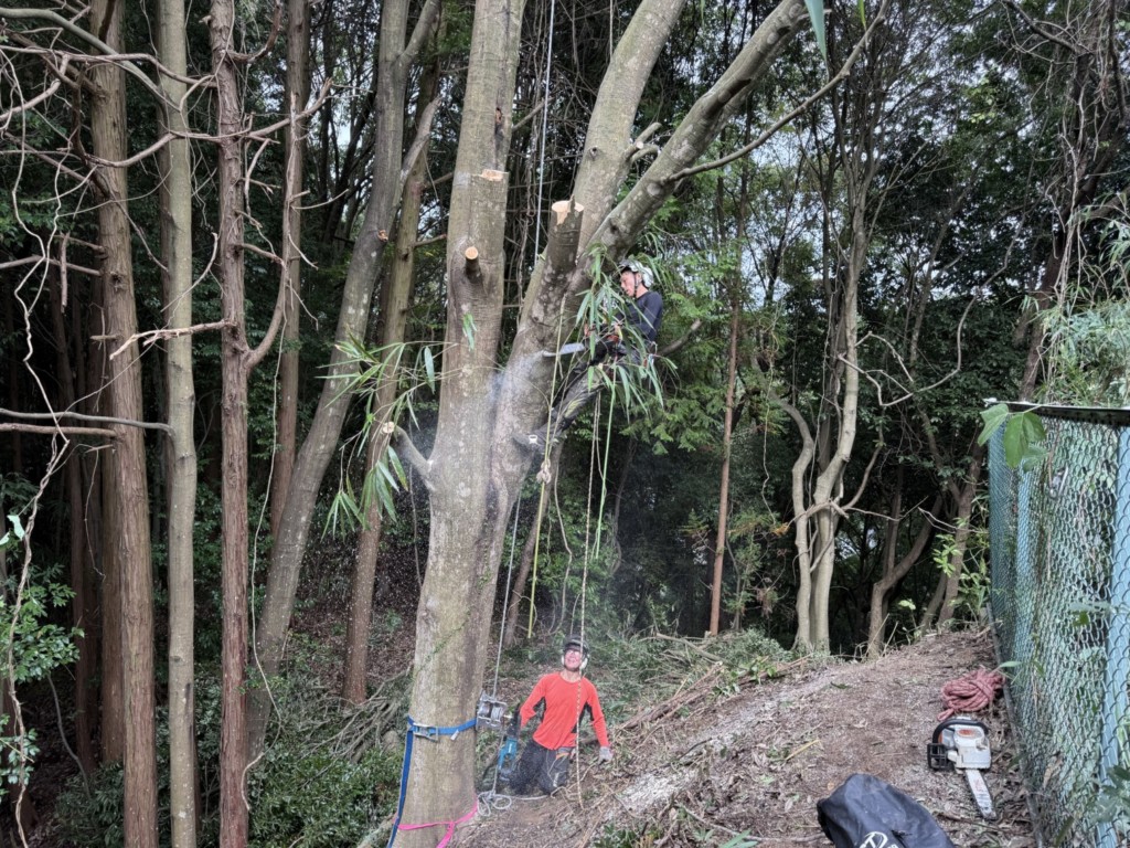 伐採　特殊伐採