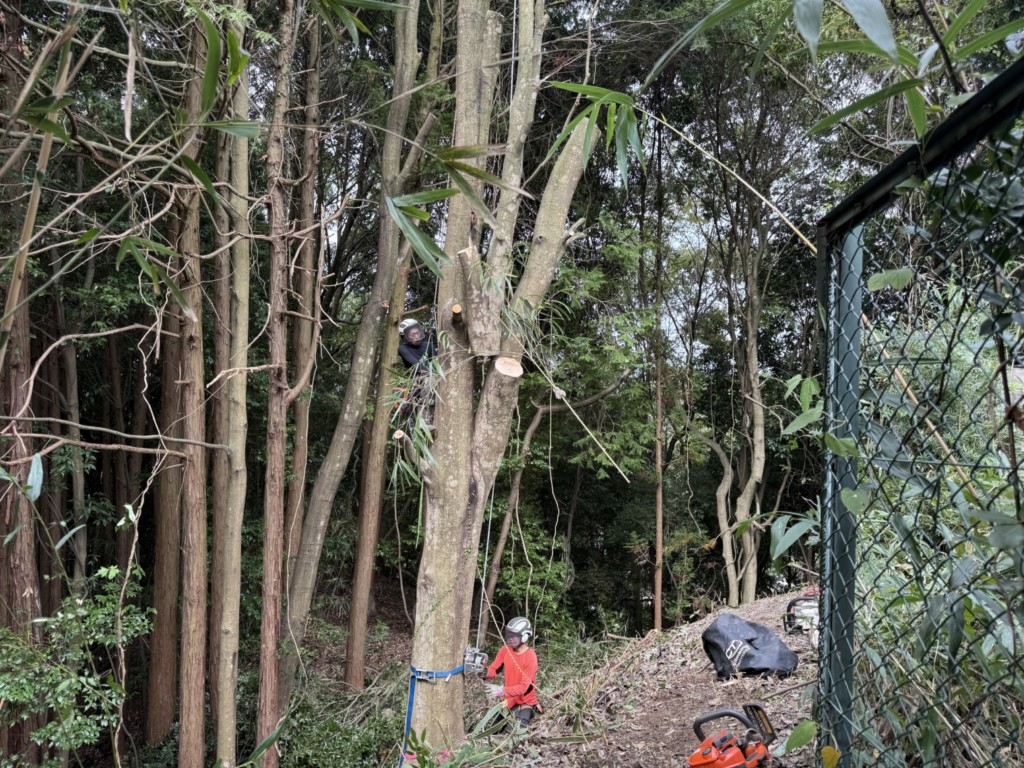 伐採　特殊伐採