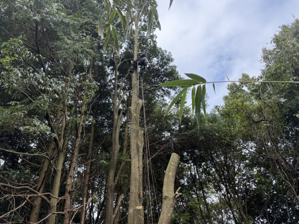 伐採　特殊伐採