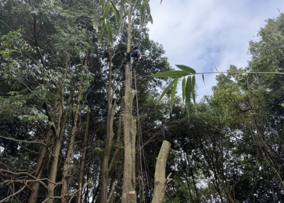 伐採　特殊伐採