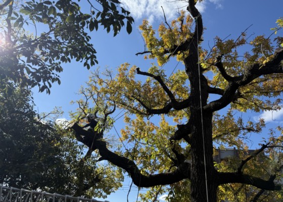 伐採　特殊伐採