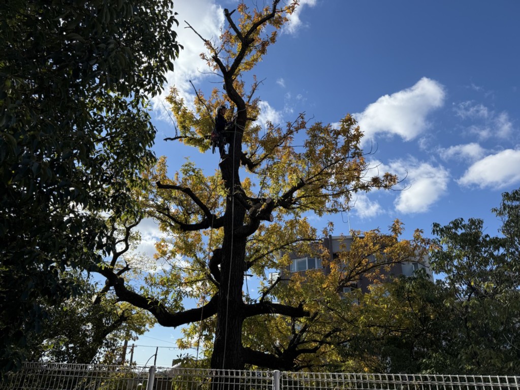 伐採　特殊伐採