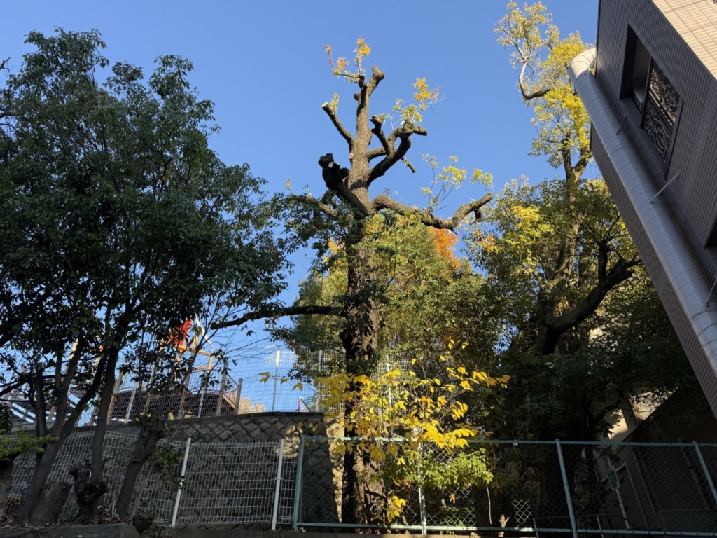 伐採　特殊伐採