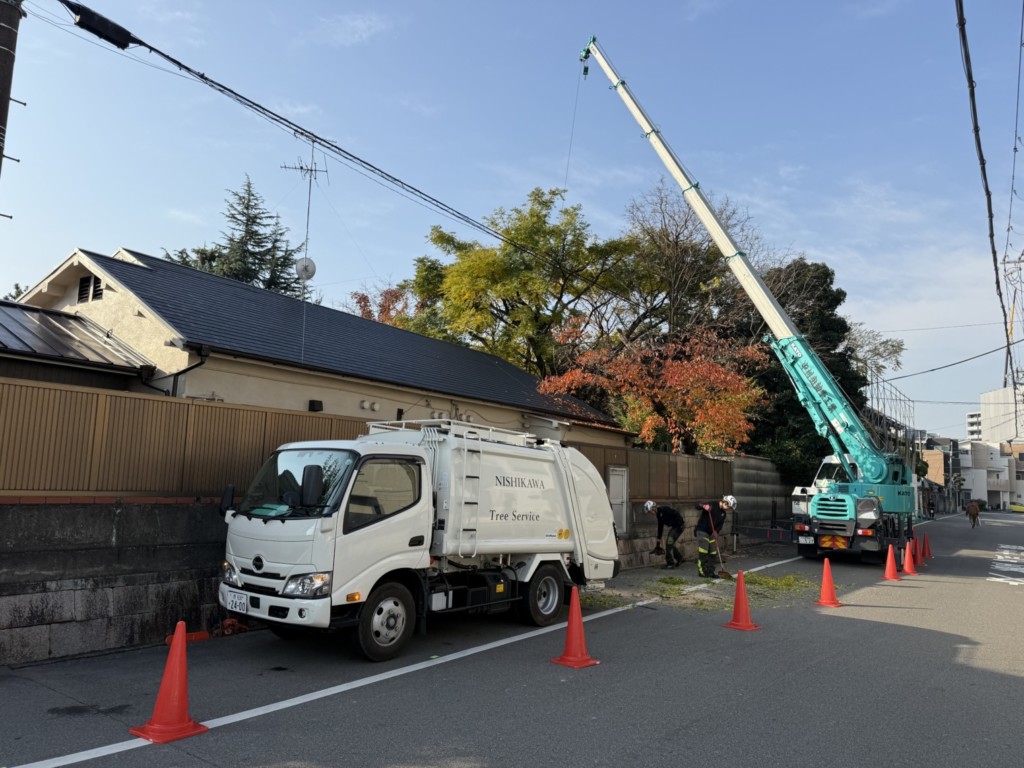 伐採　特殊伐採