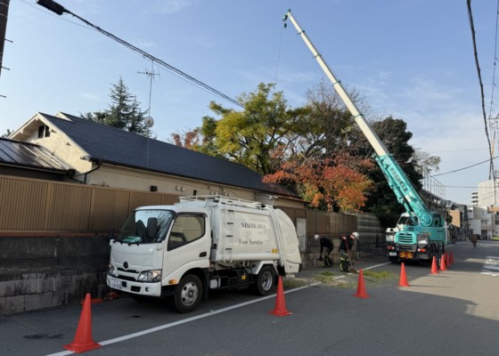 伐採　特殊伐採