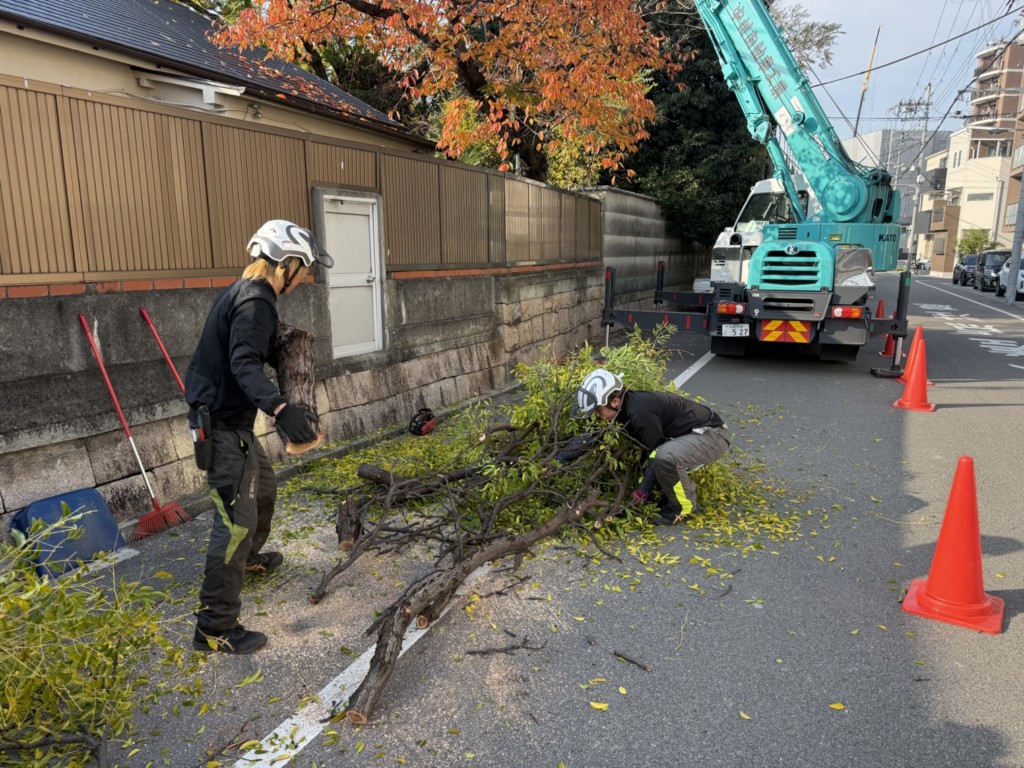 伐採　特殊伐採
