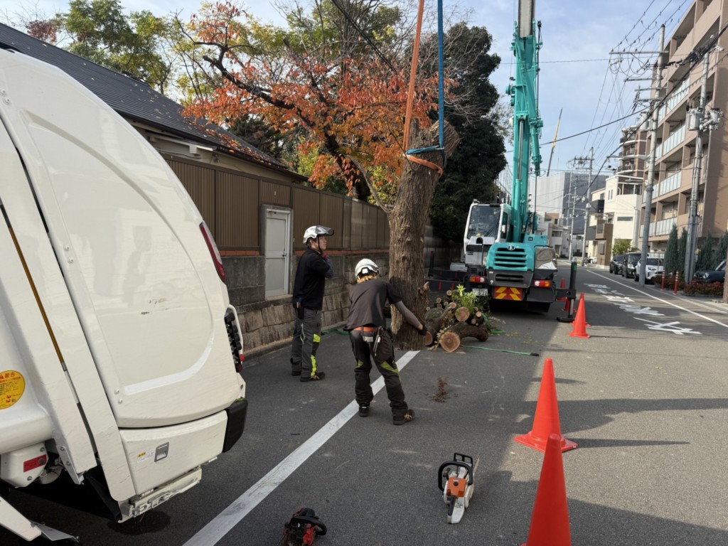 伐採　特殊伐採