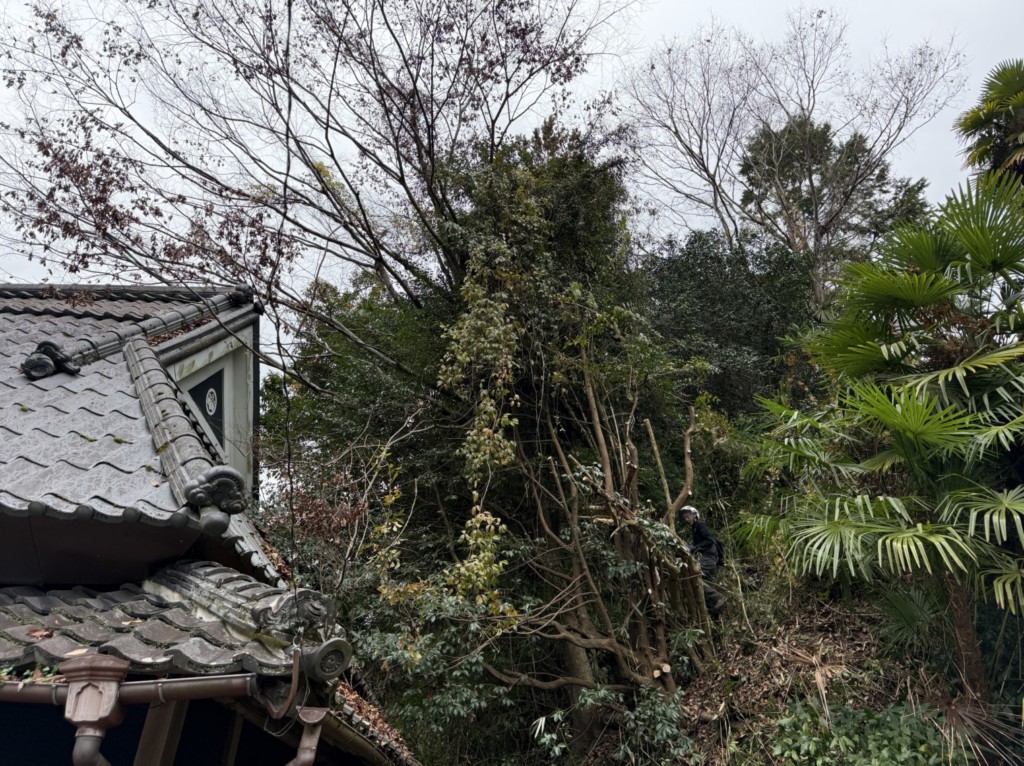 伐採　特殊伐採