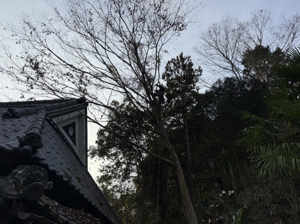 伐採　特殊伐採