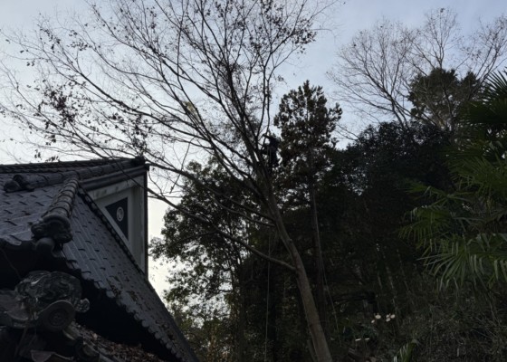 伐採　特殊伐採