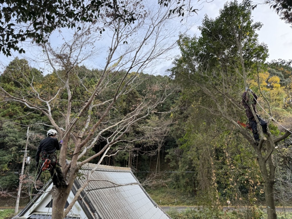 伐採　特殊伐採