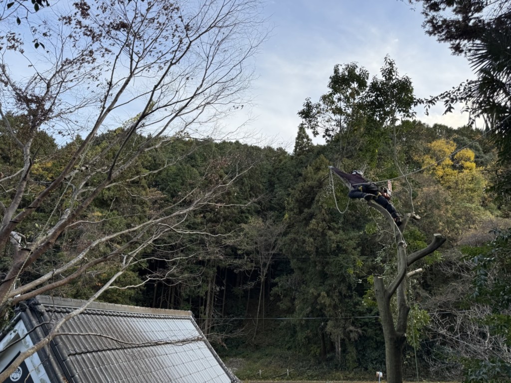 伐採　特殊伐採