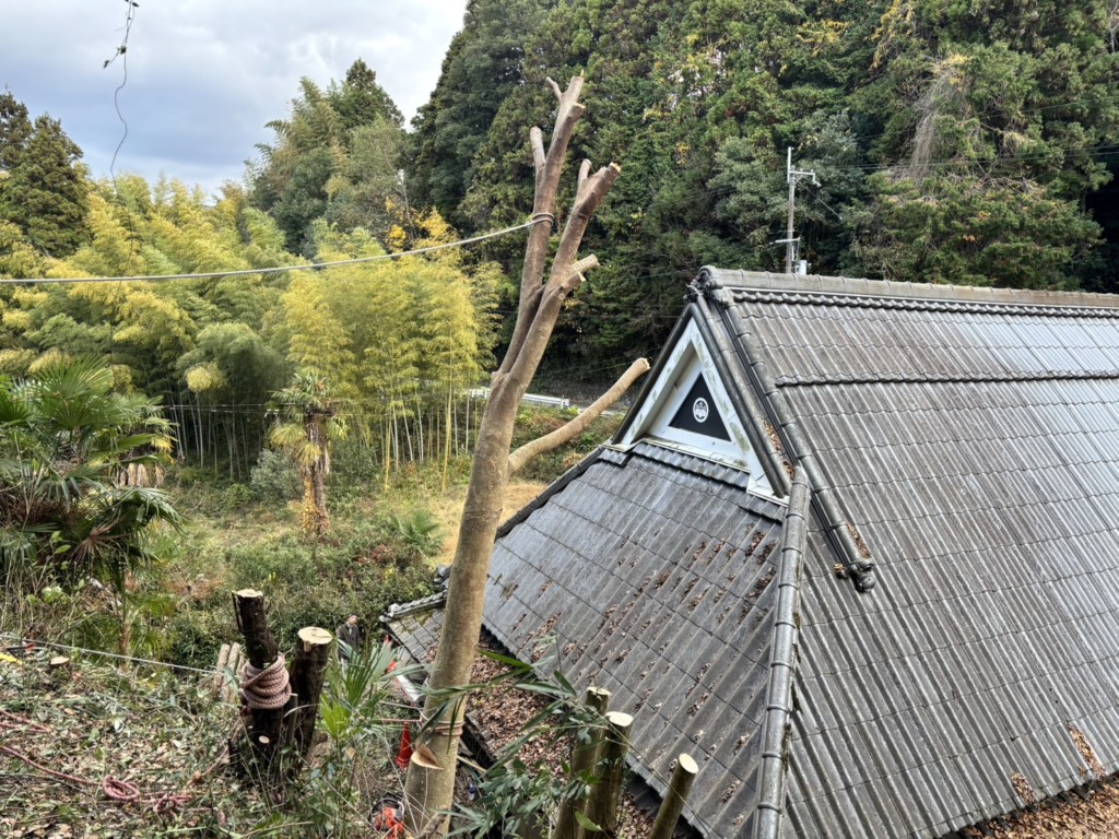 伐採　特殊伐採