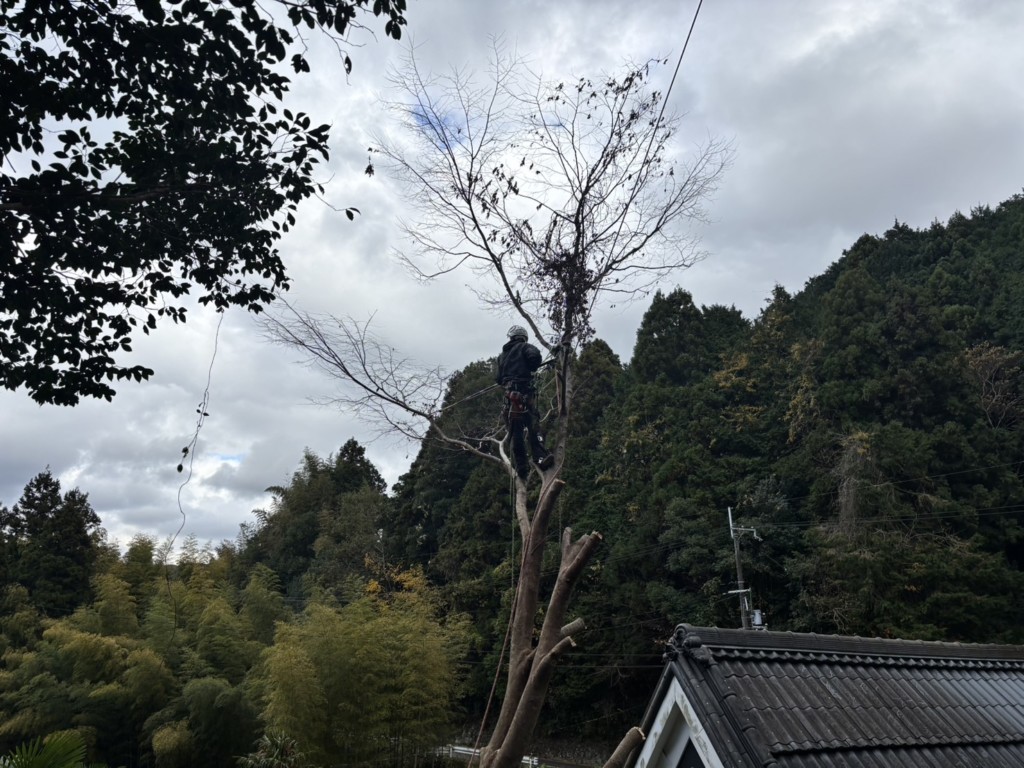 伐採　特殊伐採