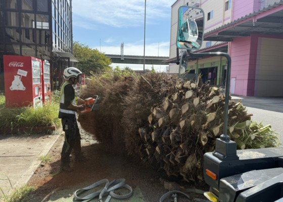 伐採　特殊伐採