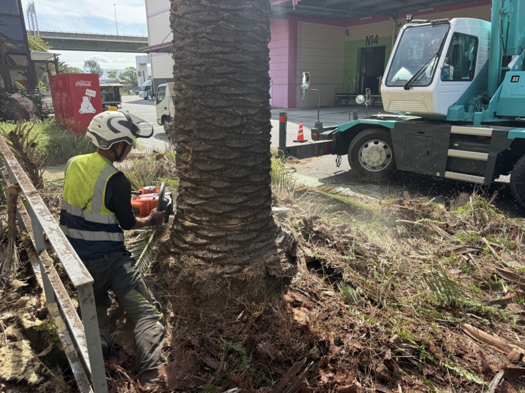 伐採　特殊伐採