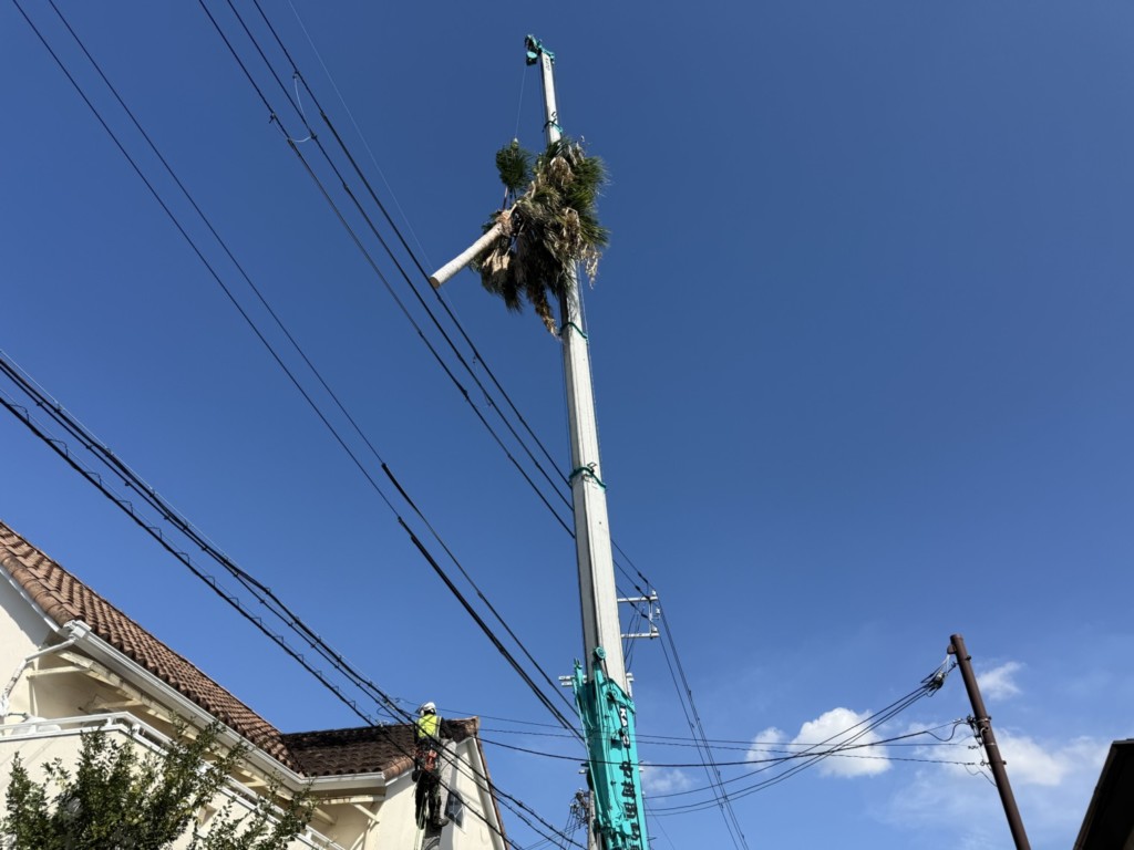 伐採　特殊伐採　大阪
