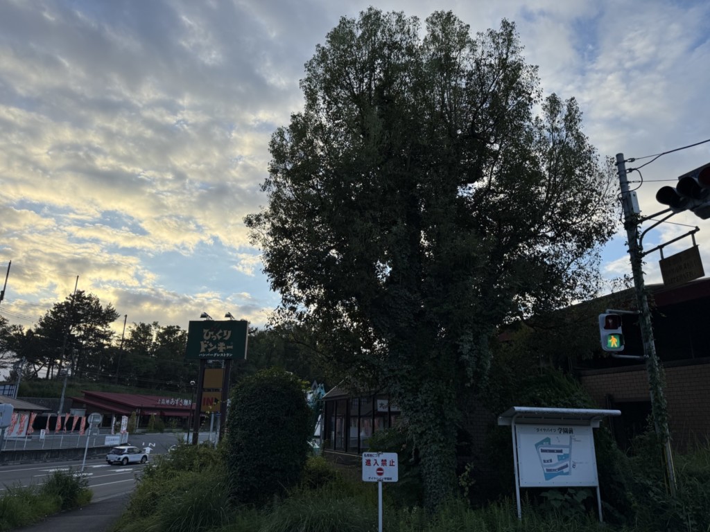 伐採　特殊伐採