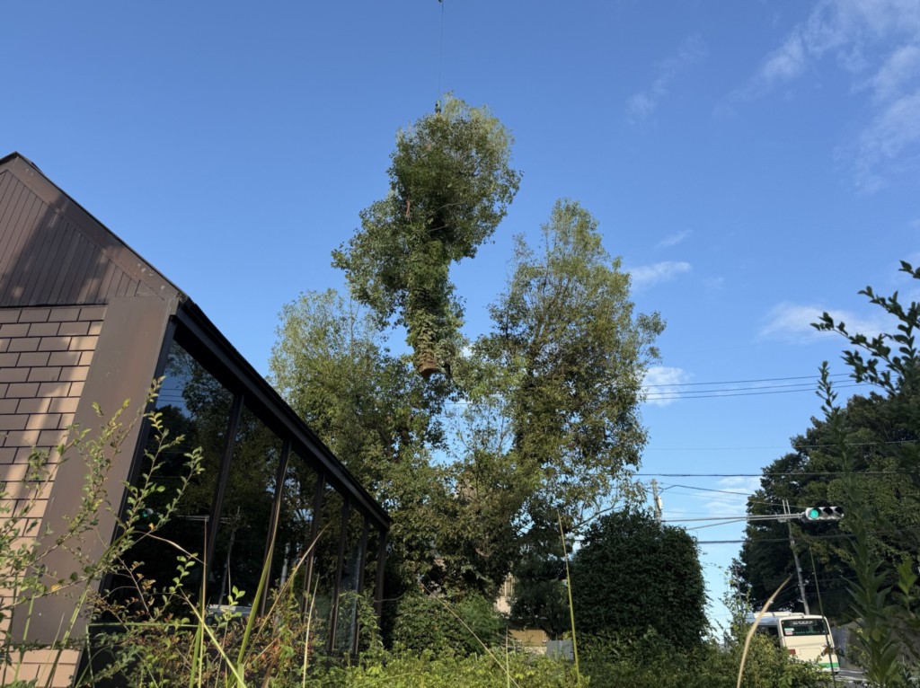 伐採　特殊伐採