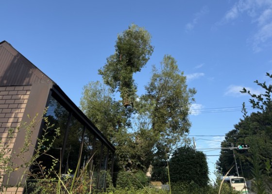 伐採　特殊伐採