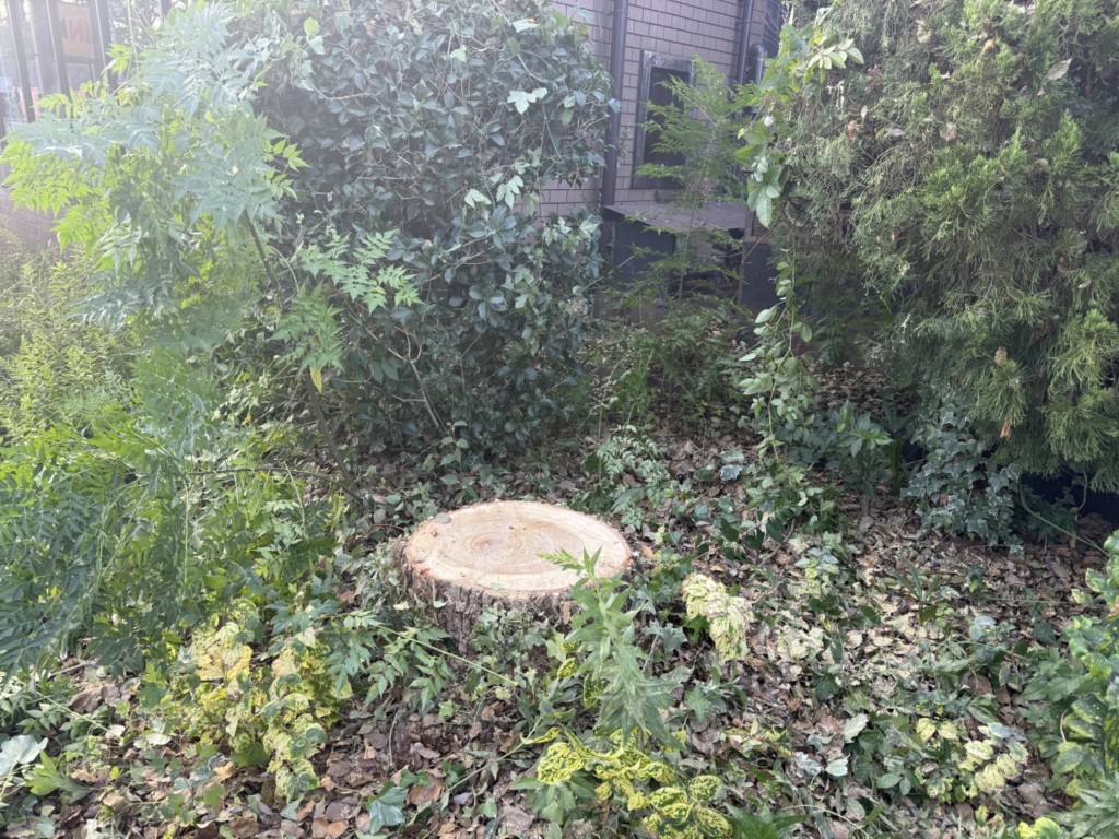 伐採　特殊伐採