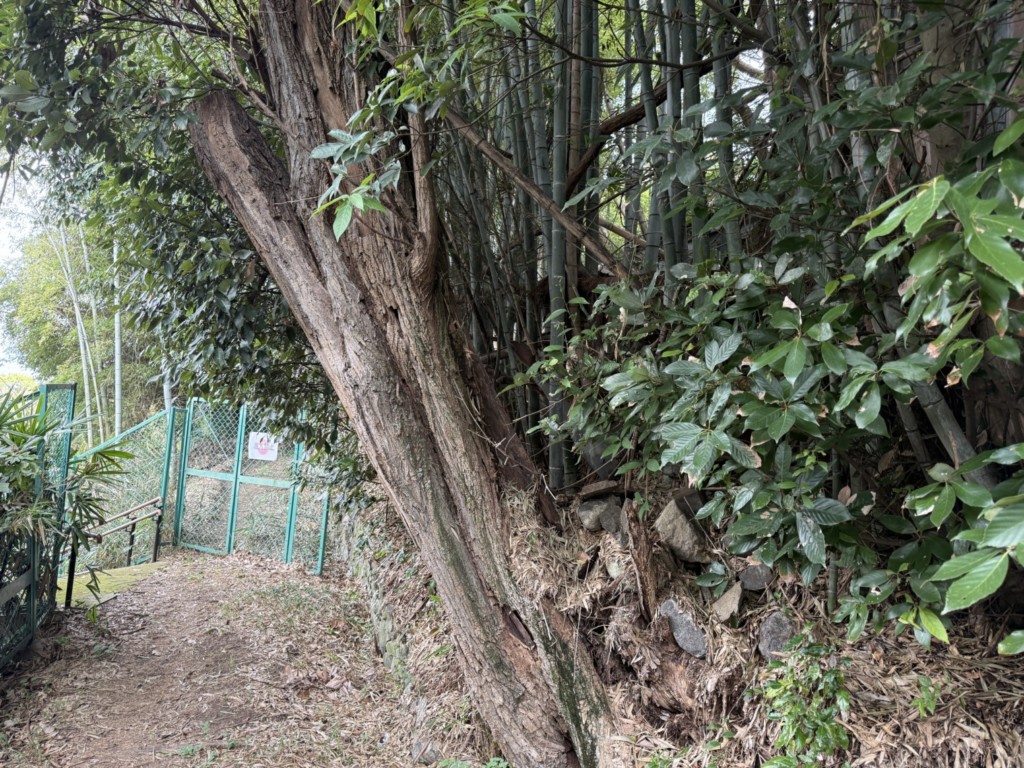 伐採　特殊伐採