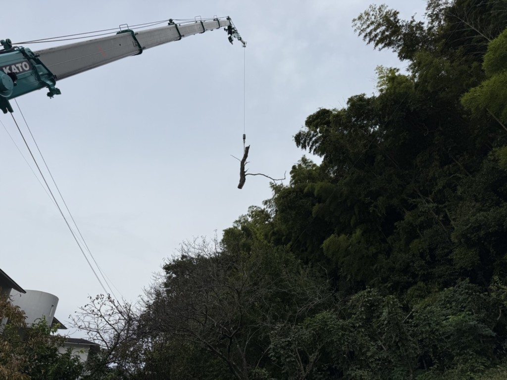 伐採　特殊伐採