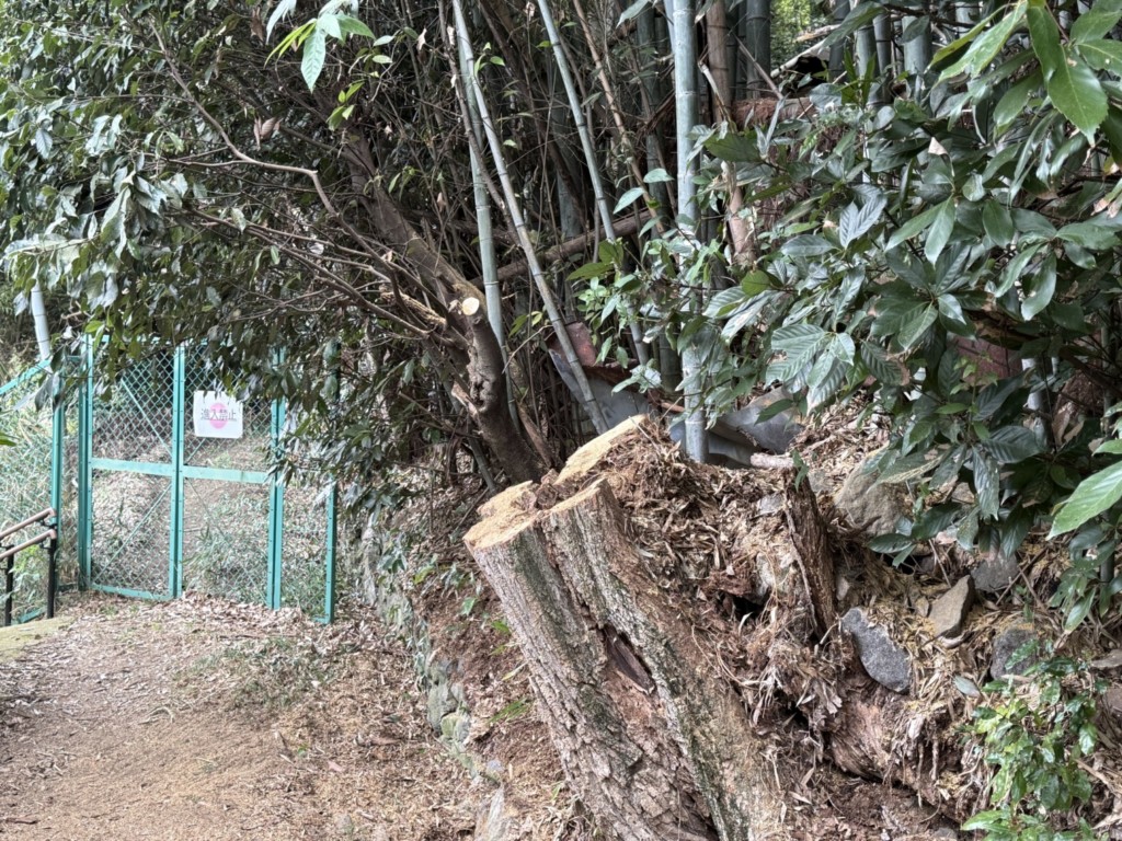 伐採　特殊伐採