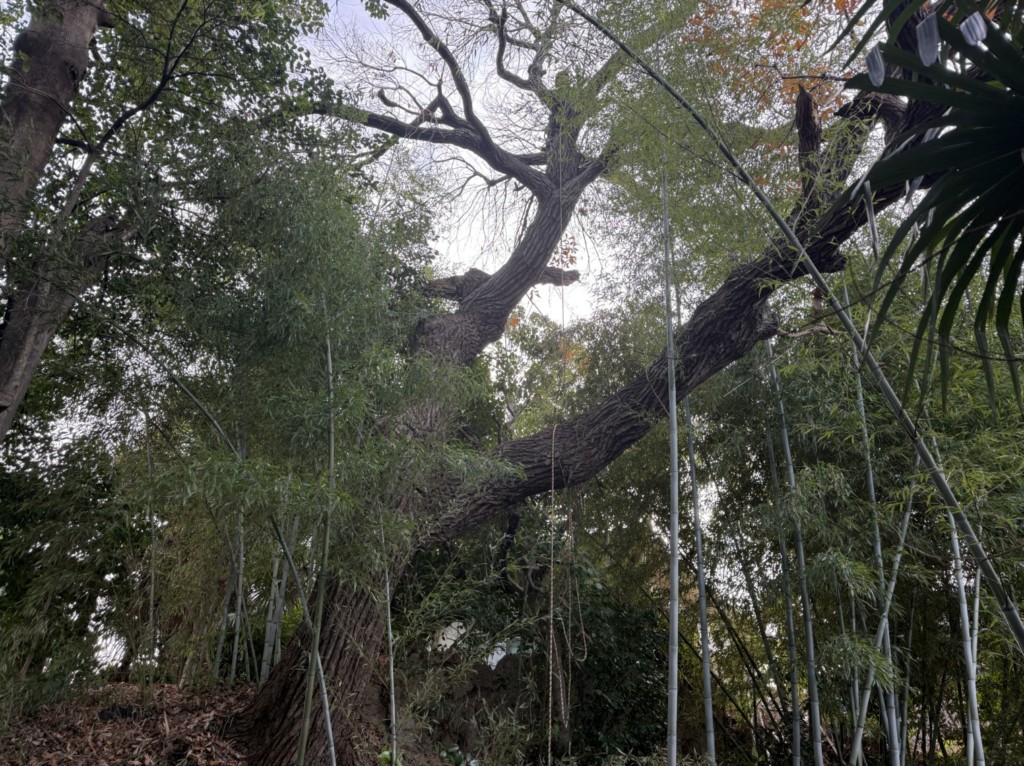 伐採　特殊伐採